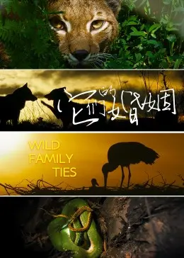 《它们的婚姻》：一场触及灵魂的婚姻困境探索，真实得让人心疼的家庭镜像